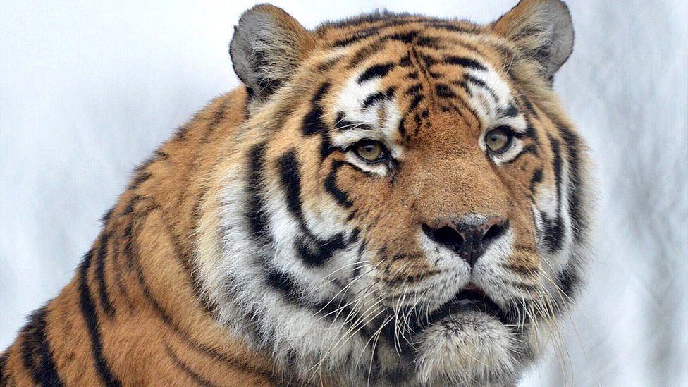 Colchester Zoo tiger Igor dies following operation - BBC News