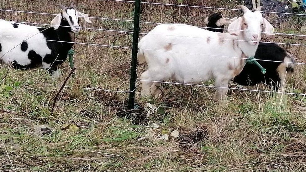 En sætning prototype Algebraisk Bristol Royate Hill Nature Reserve celebrates grazing goats' arrival - BBC  News