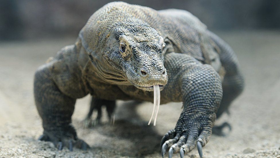 A komodo dragon