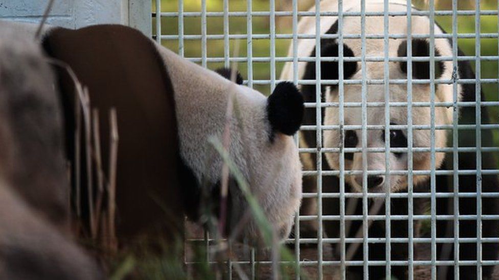 Yang Guang (L), the male panda, looks through the fence of his enclosure at Tian Tian as they make their first appearance