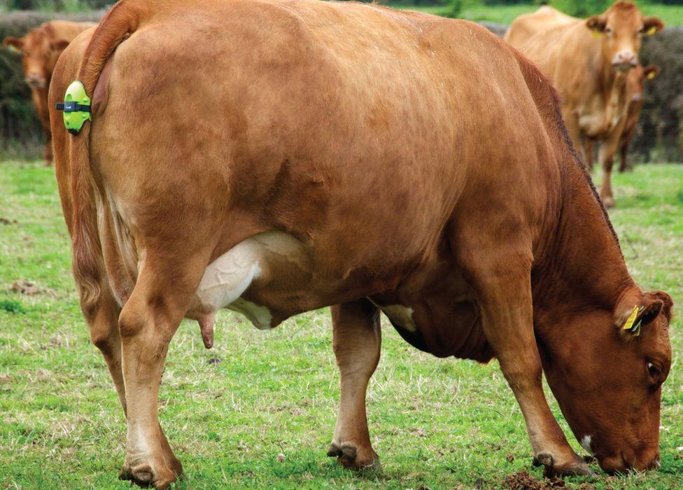 Cow with Moocall sensor attached to tail