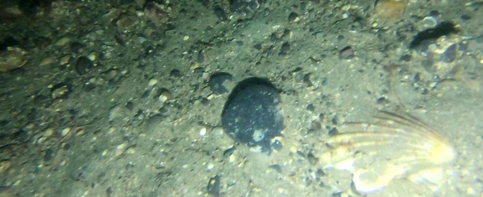 Divers say they have discovered illegal scallop dredging.