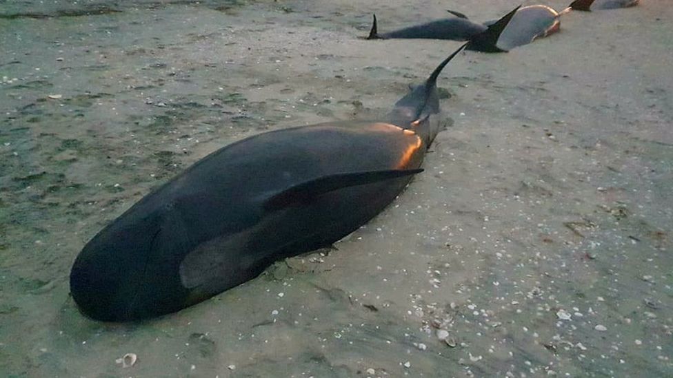 A pod of 36 whales were found beached along kilometres of Farewell Spit