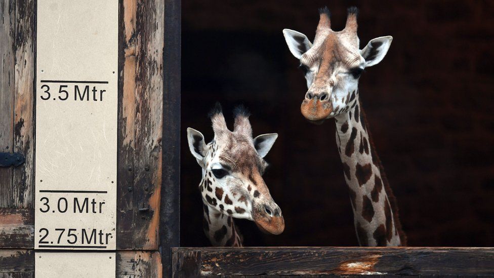 Coronavirus How are UK zoos managing in lockdown BBC Newsround