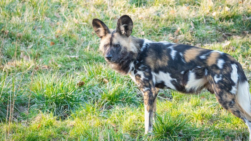 African Wild dog Earl