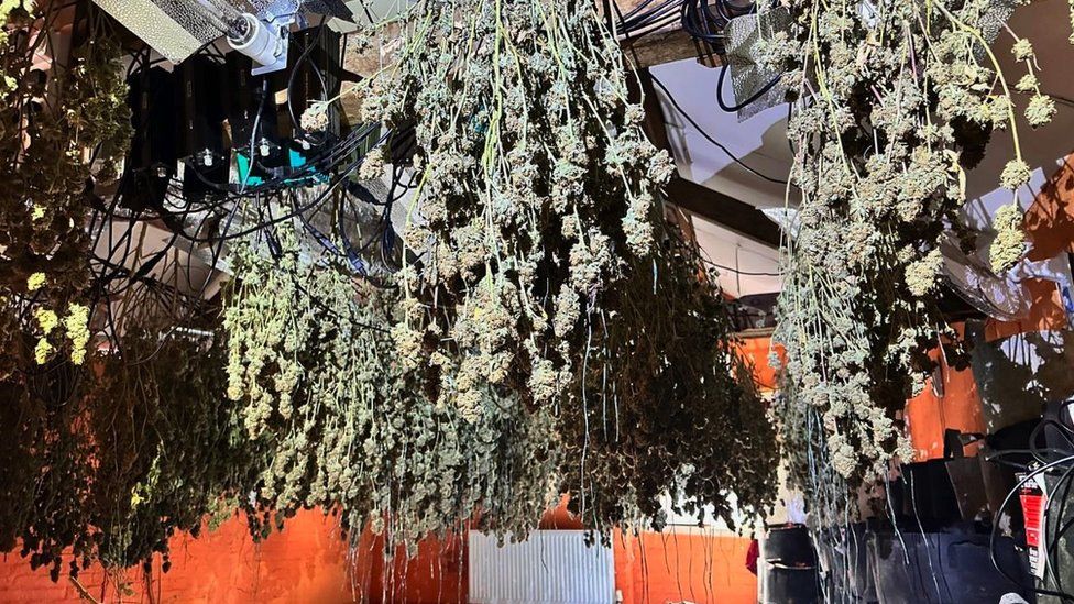 Suspected cannabis plants hanging from a ceiling