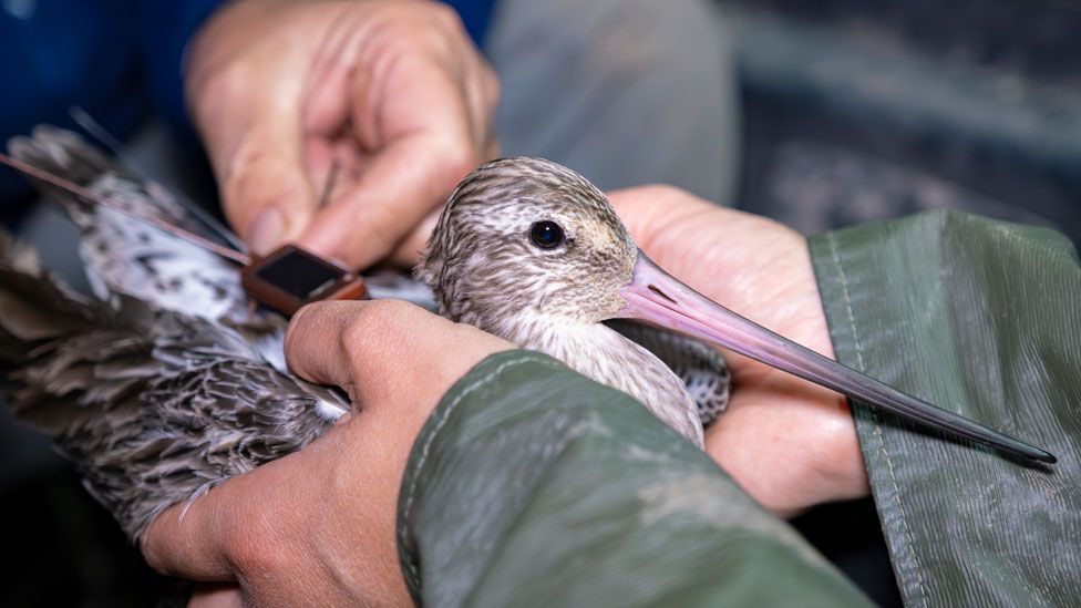 A bar-tailed godwit being tagged