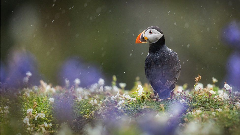 A puffin in the rain