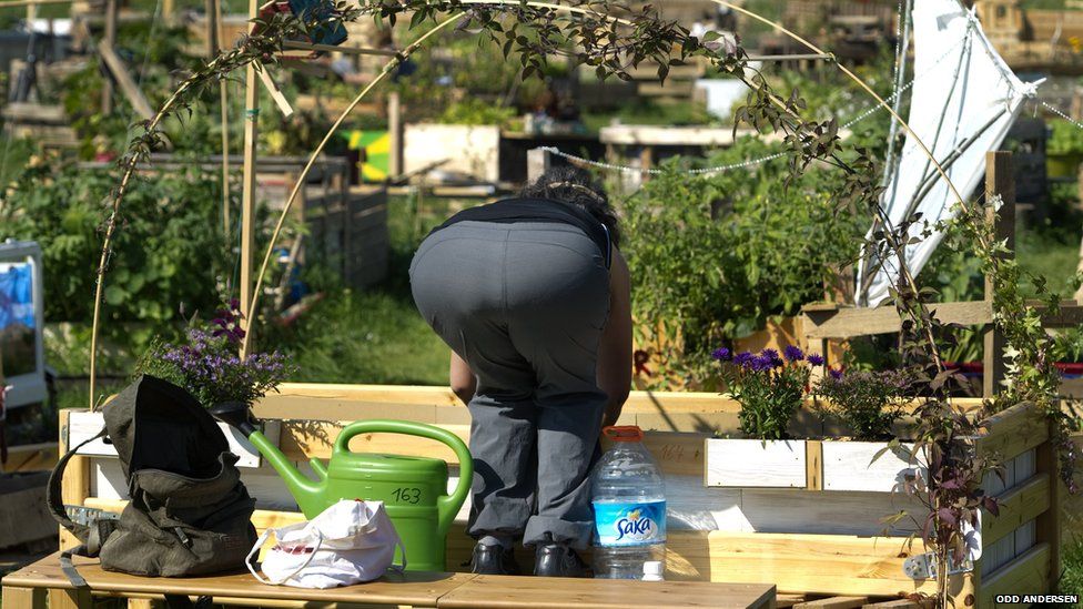 A gardener tending to plants at an allotment on the site of Berlin's former Tempelhof airport