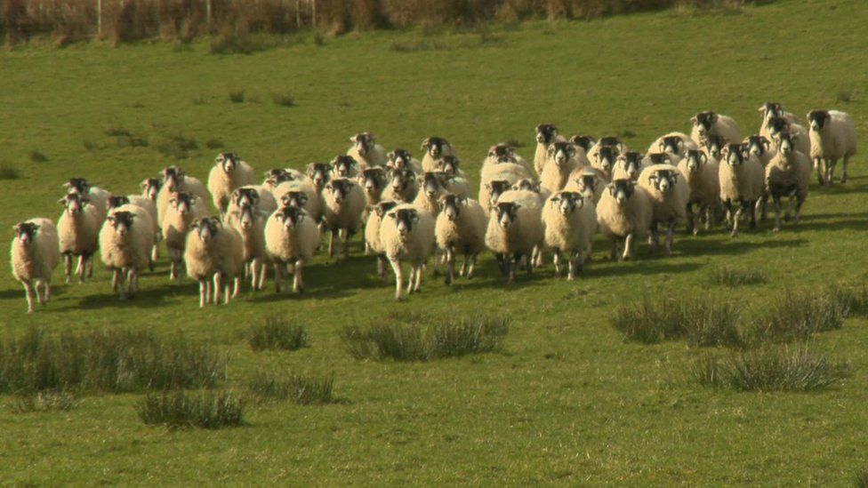 Sheep at New Laund Farm in Whitewell, Ribble Valley
