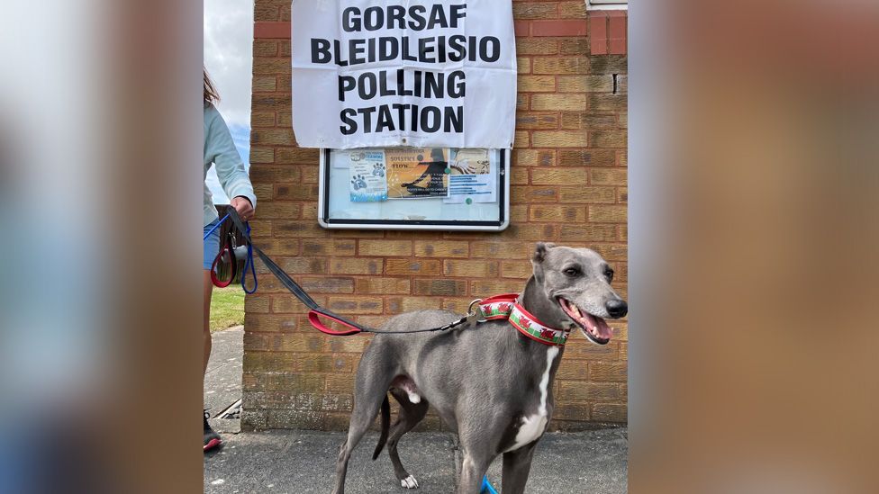 Slic the whippet showed off a Welsh flag collar at the polling station in Penarth