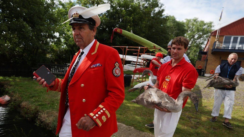 The King's swan marker in red and white uniform leads three swan uppers carrying brown cygnets back to the river