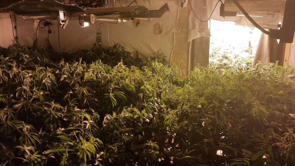 Cambridgeshire Police Seize Cannabis Worth More Than £1 1m Bbc News