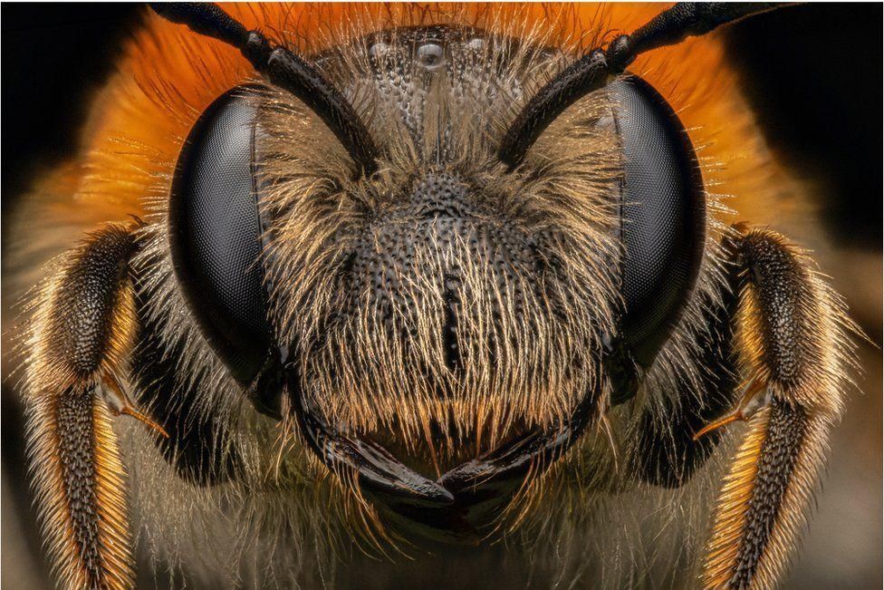 An early mining bee sleeping in a garden in Loanhead.