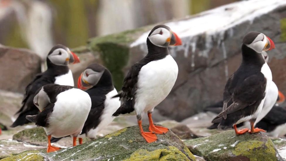 A group of black and white puffins with orange feet stand on rocks, two of the birds have their heads turned to their backs and are preening