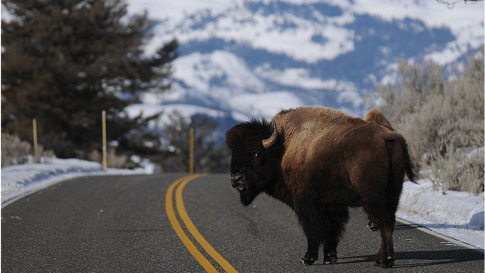 A bison crosses the road in Yellowstone National Park in Wyoming