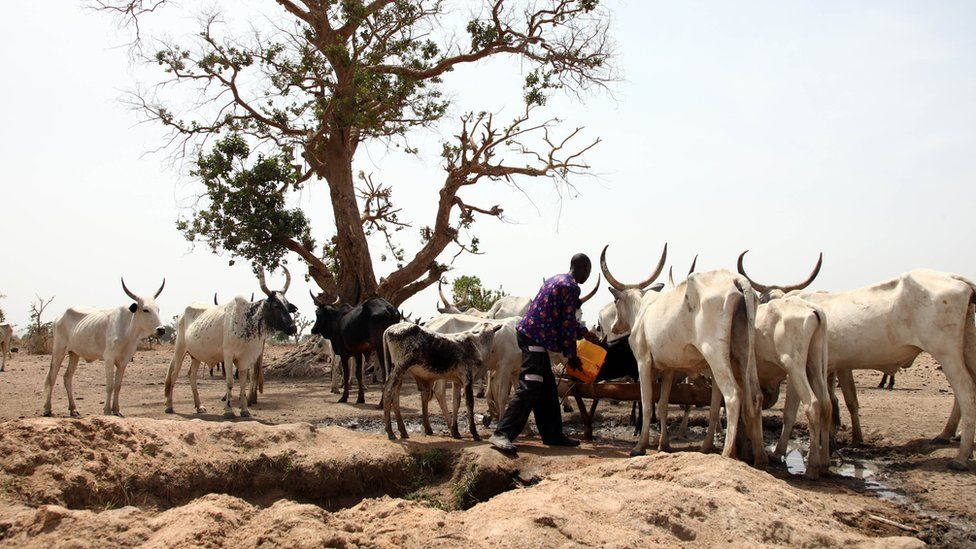A Fulani herdsman water his cattle on a dusty plain between Malkohi and Yola town on May 7, 2015