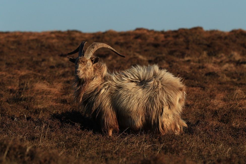 This feral goat blends in well with the heather on The Oa, Islay.