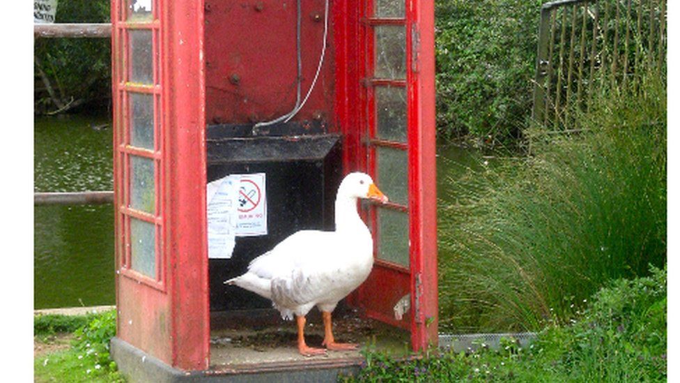Goose in the phone box