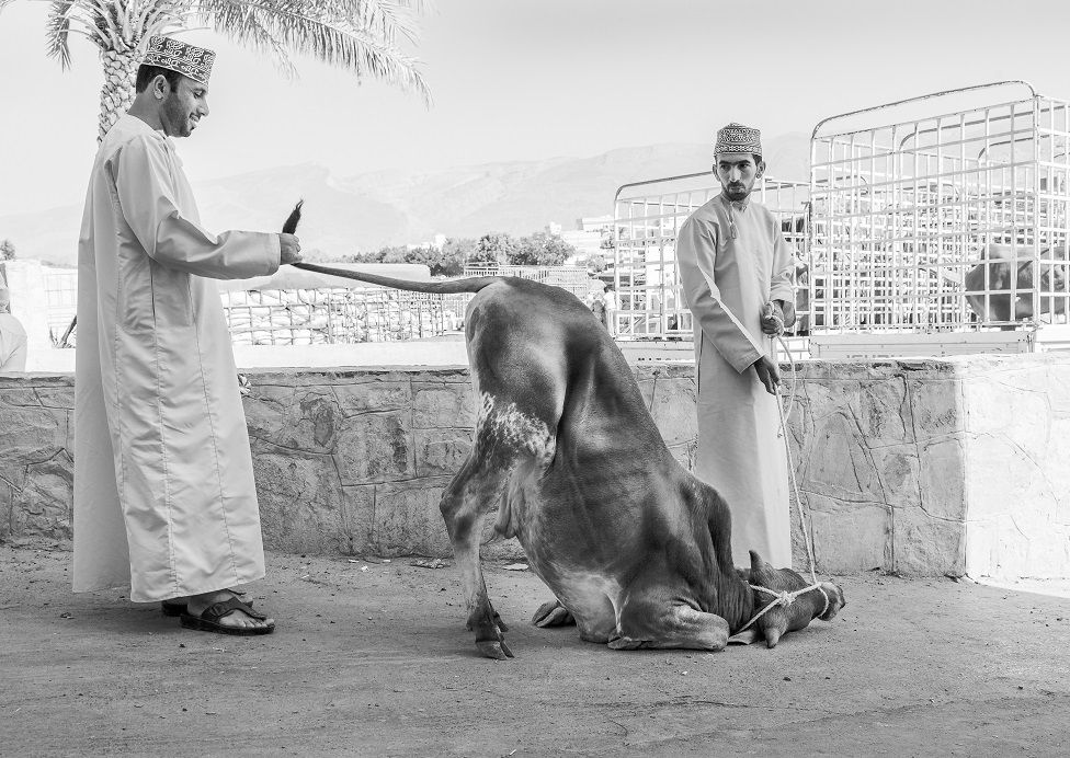 A cow crouching on the ground as two men look on