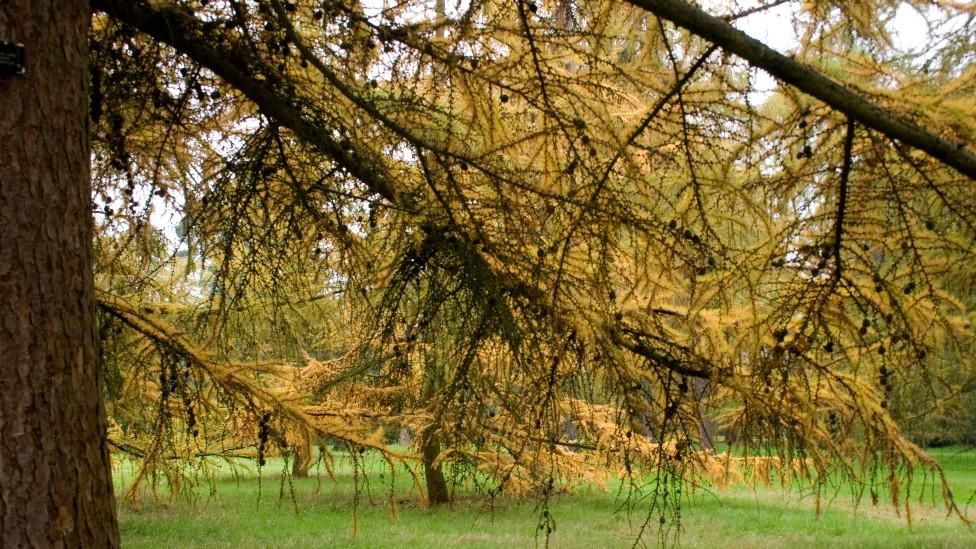 Larch tree