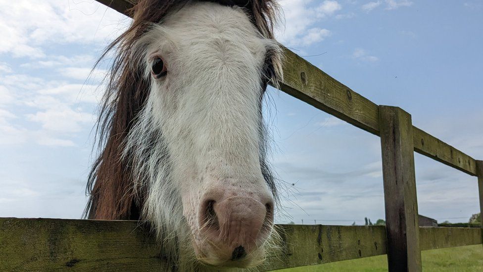 Barney the horse staring at the camera
