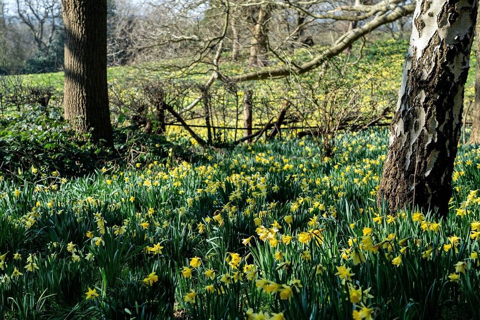 A sea of daffodils at Warley Place Warley Nature Reserve in Essex