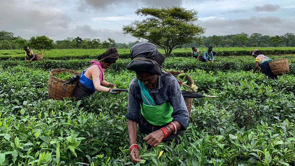 Работницы собирают чайные листья, когда в небе собираются темные тучи, в чайном саду в районе Бакса штата Ассам в Индии, 14 сентября 2020 года.