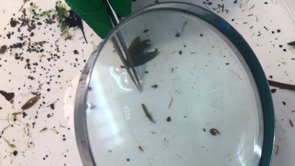 Invertebrates collected from rivers and streams are studied at a lab in Lisburn - they are an indicator of water quality