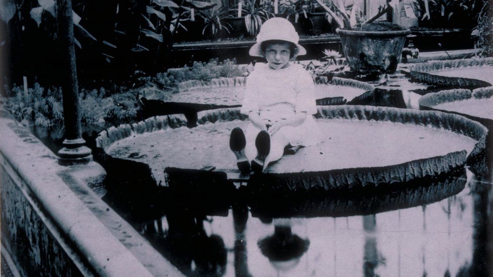 Giant water lily at Kew