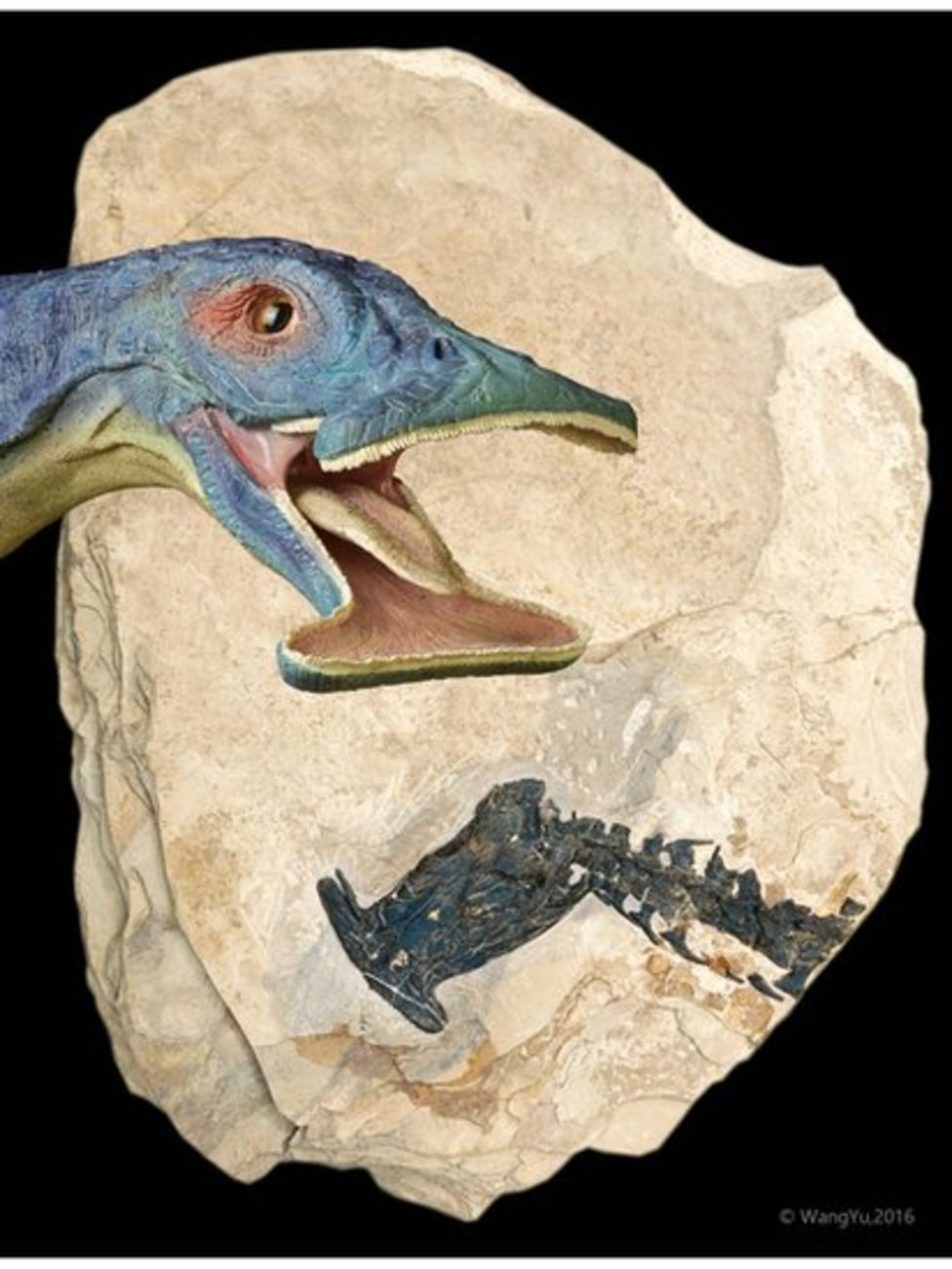 Fossil Mystery Reptile With An Unseen Crest Discovered - kh54bg2