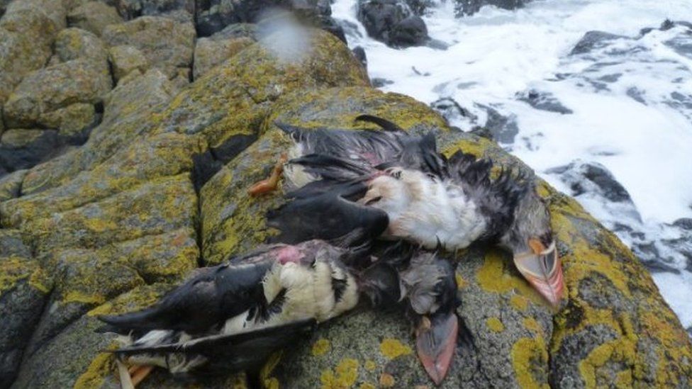 Dead puffins
