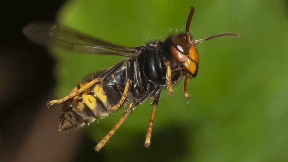 A photo of an Asian hornet