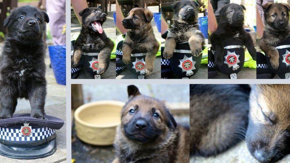 South Wales Police's latest litter of police pups