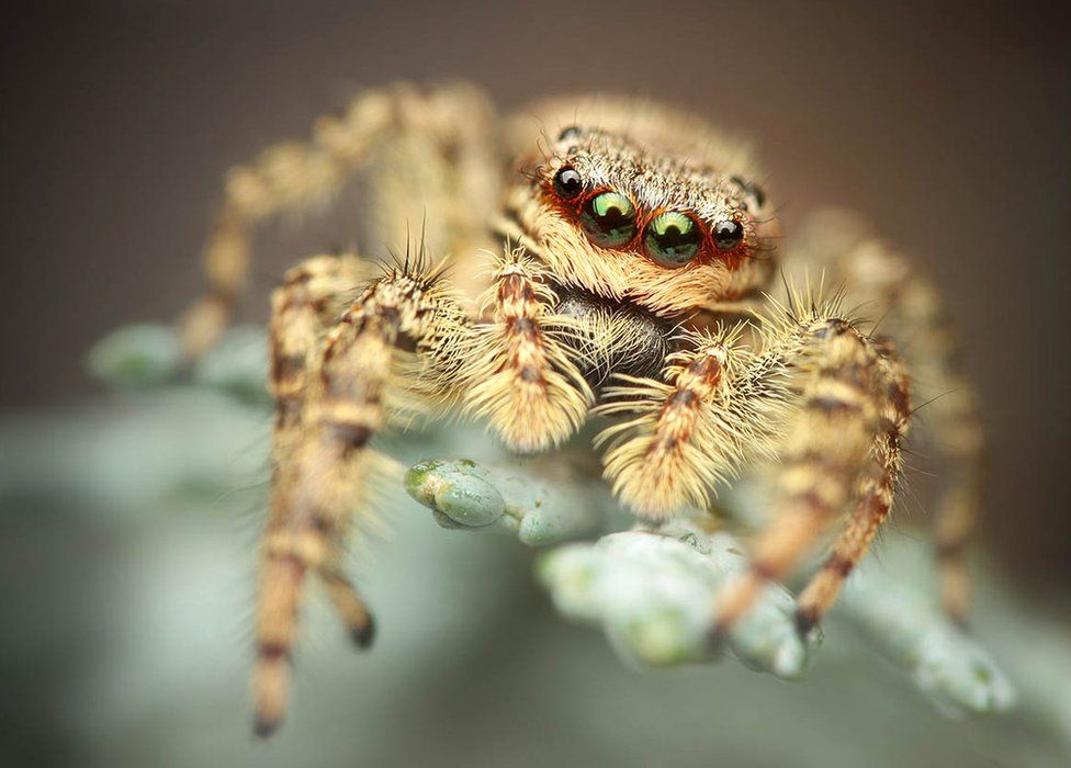 A hairy spider looking at the camera