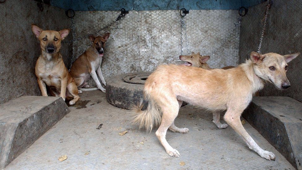 Stray dogs deemed terrorism threat at Indian airport - BBC News