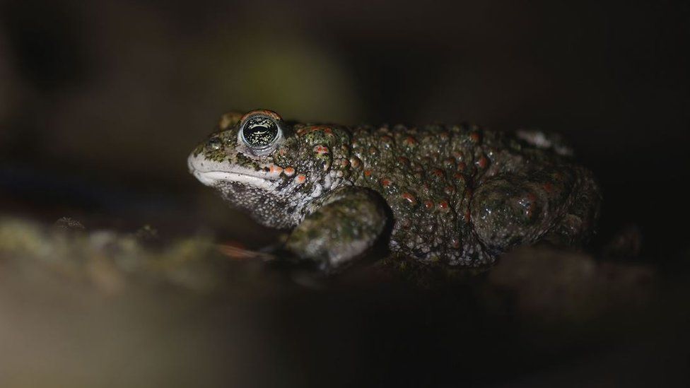 Adult natterjack toad at night