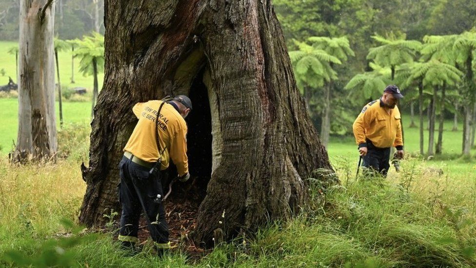 Two NSW Rural Fire Service volunteers search through bushland