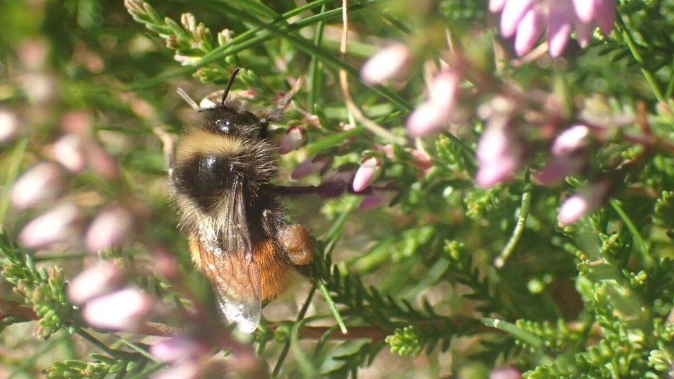 Finding bees in bad weather - Bumblebee Conservation Trust