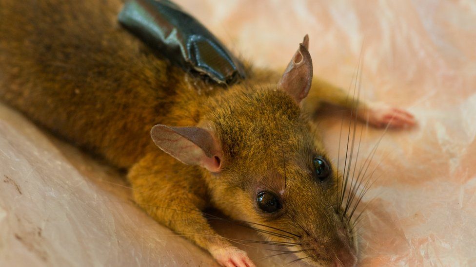 Black rats rainforest invasion 'speeded by deforestation' BBC News