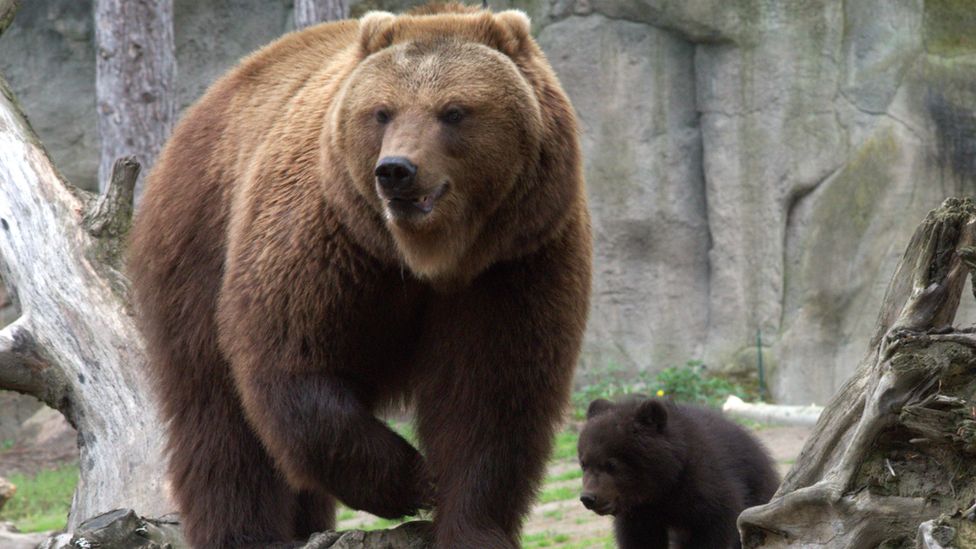 The Kamchatka brown bear