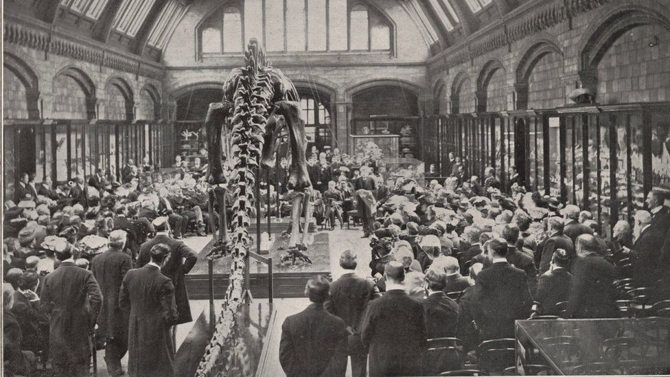 The unveiling of Dippy in 1905