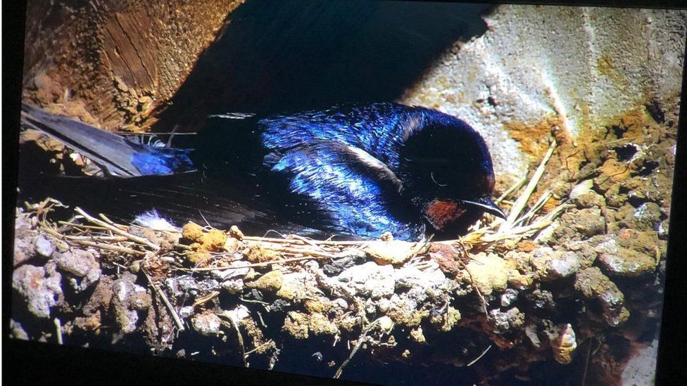 Swallow on a nest