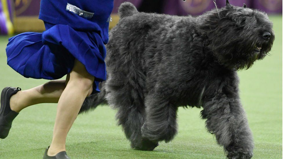 Bouvier westminster 2024 dog show