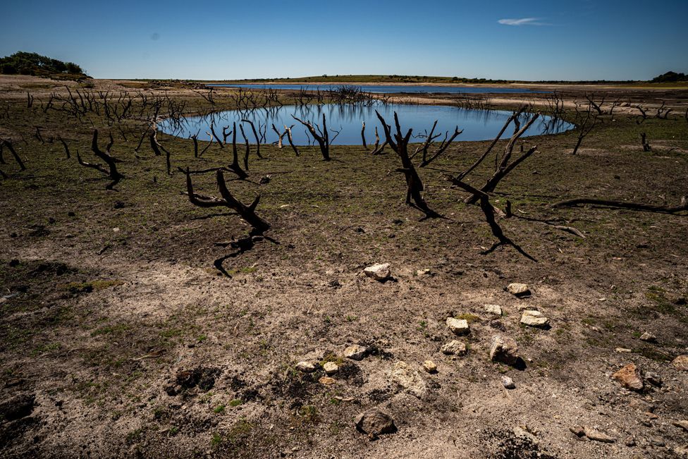 Dried mud and old trees at Colliford Lake, where water levels have severely dropped exposing the unseen trees and rocks on 10 August 2022.