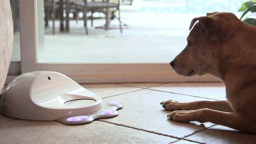A dog looks at the Cleverpet device
