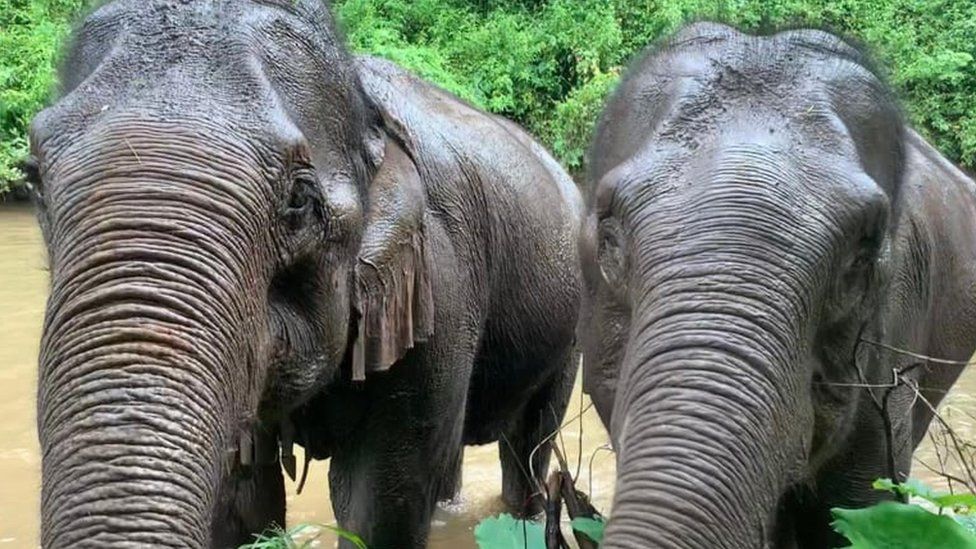 Thai elephants