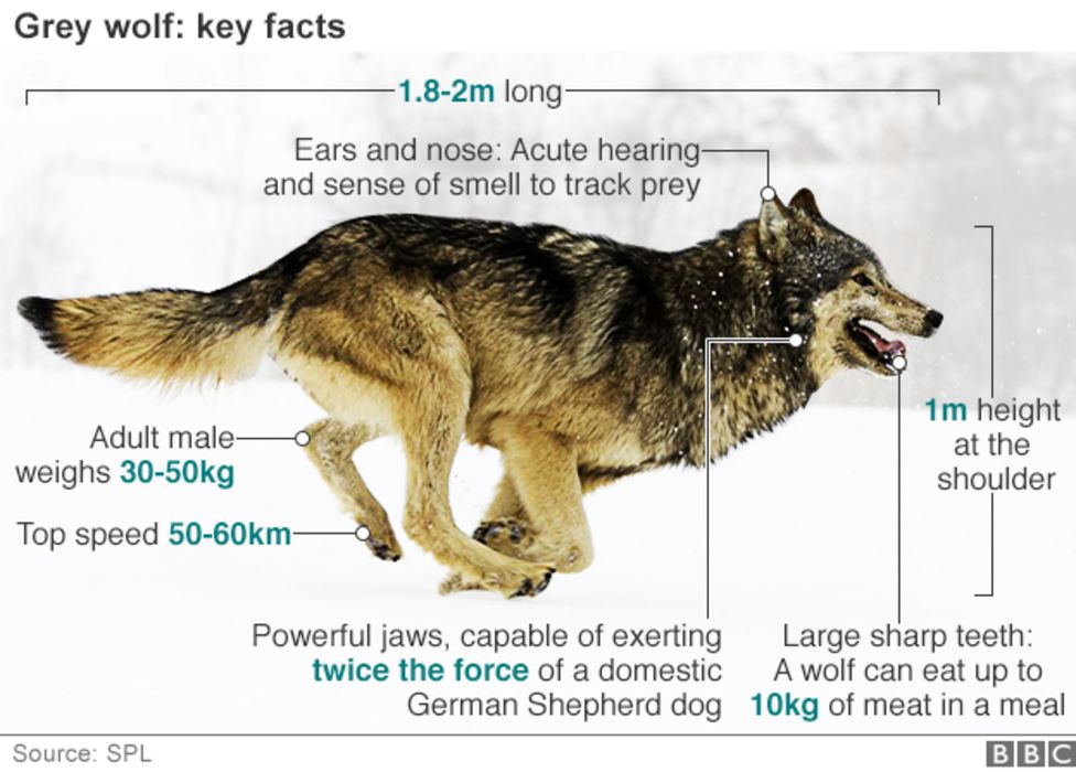 Волки перевести на английский. Интересные факты о волках. Facts Wolf. Fact file о волке.
