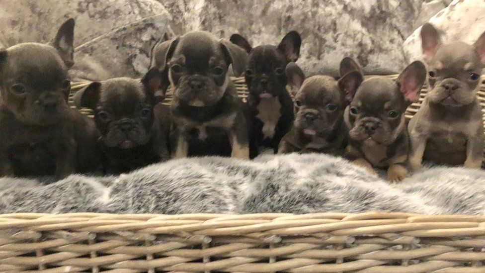Seven daschund puppies