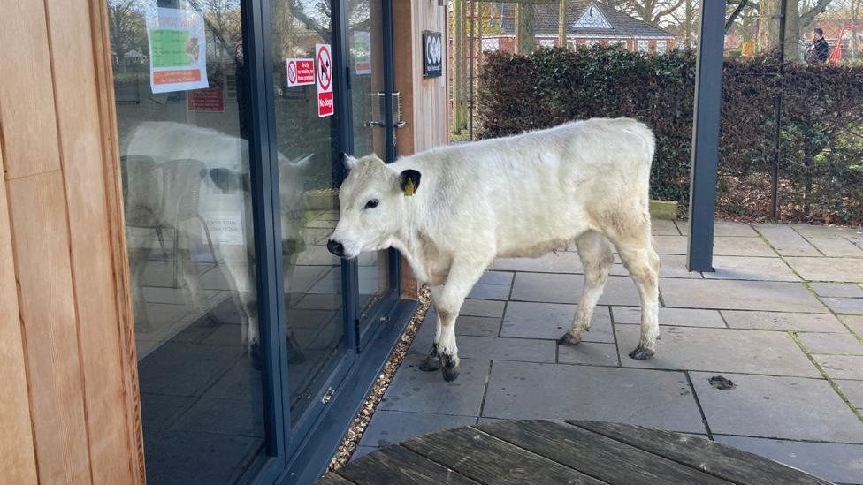 Cow approached automatic doors at the tennis club